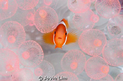 "Baby nemo in pink bubbles"
An 'ironic' shot! Wonders of... by Jovin Lim 